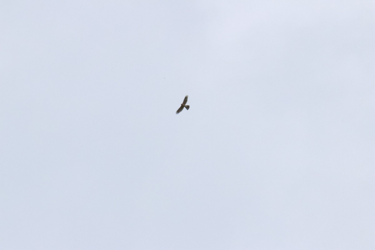 Sharp-shinned/Cooper's Hawk - ML643954292