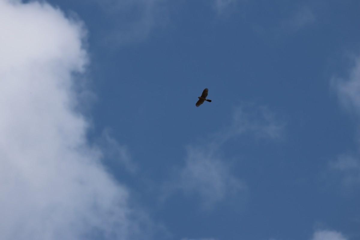 Sharp-shinned/Cooper's Hawk - ML643954293