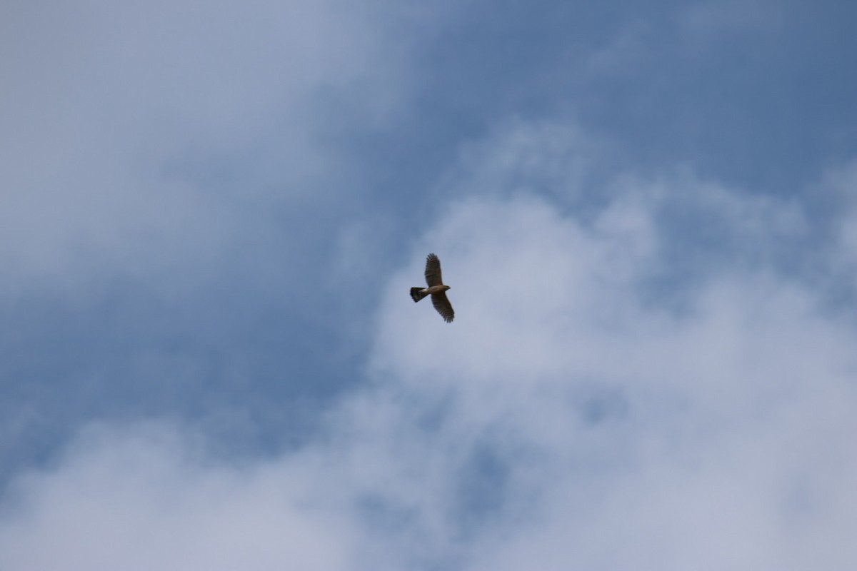 Sharp-shinned/Cooper's Hawk - ML643954294