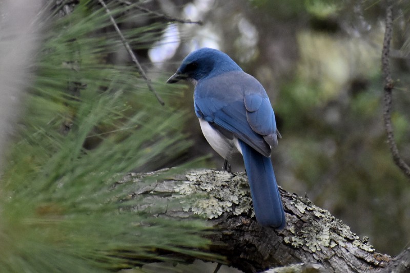 Mexican Jay - ML643954302