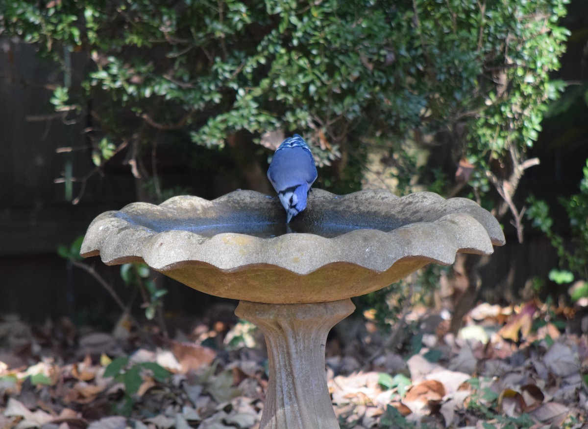 Blue Jay - ML643954315