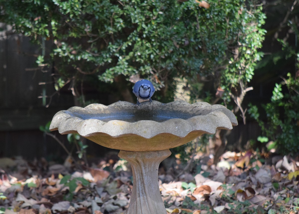 Blue Jay - ML643954322