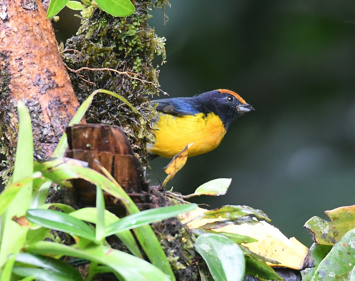 Tawny-capped Euphonia - ML643954324