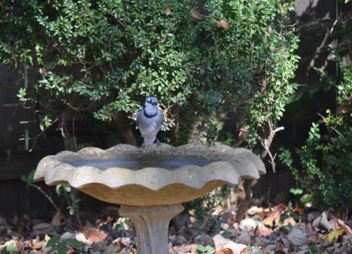 Blue Jay - ML643954333