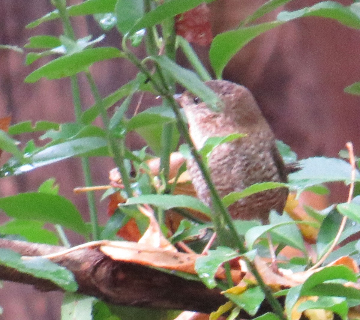 Winter Wren - ML643954334