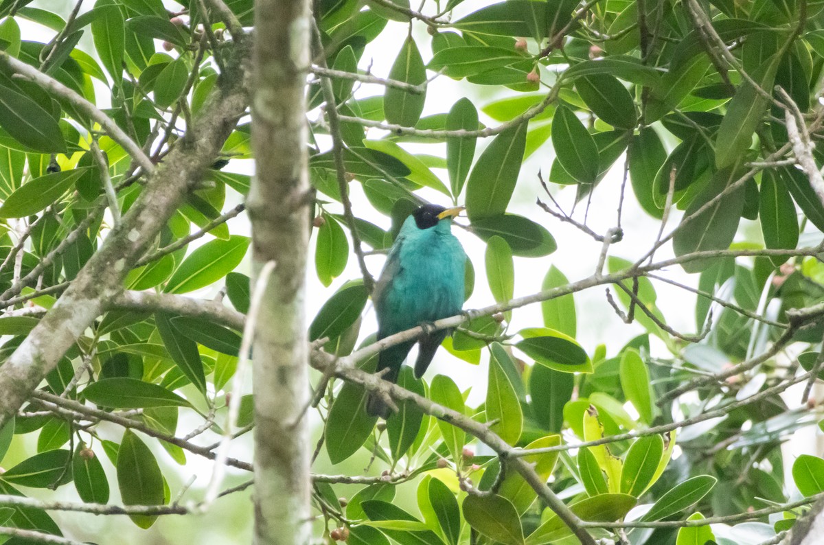 Green Honeycreeper - ML643954347
