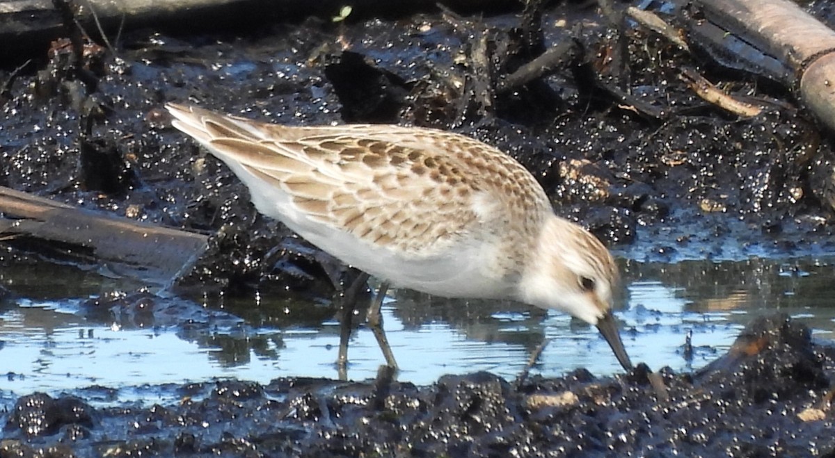 Semipalmated Sandpiper - ML643954349