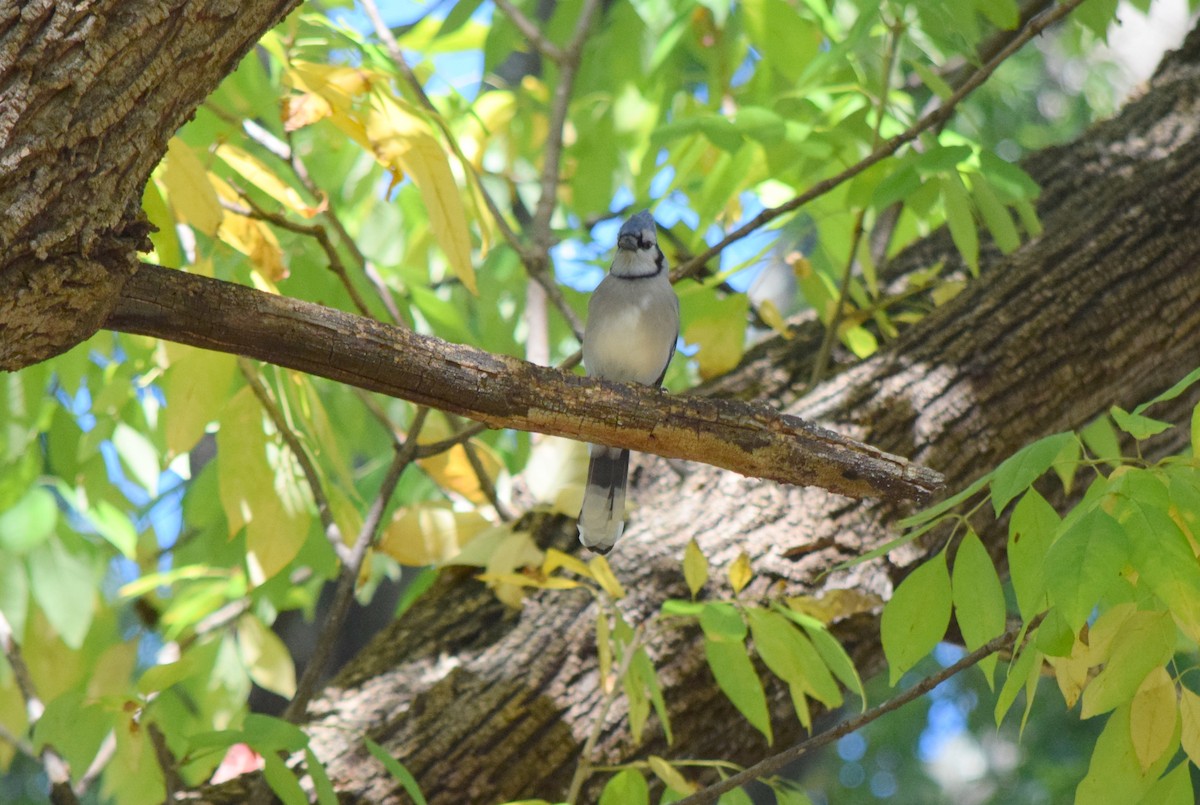 Blue Jay - ML643954355