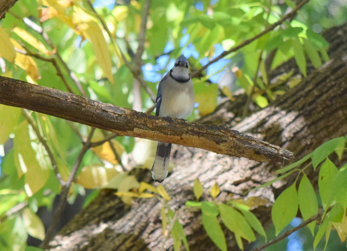 Blue Jay - ML643954356