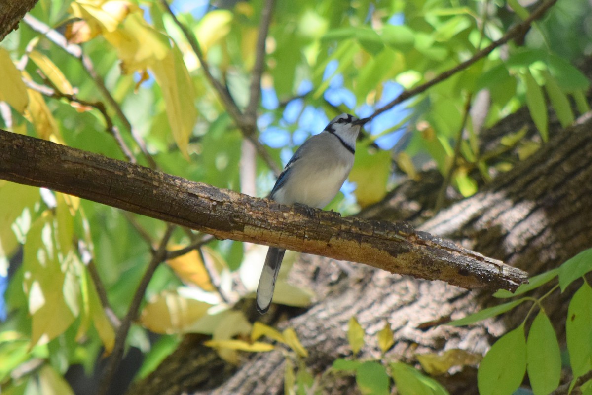 Blue Jay - ML643954360