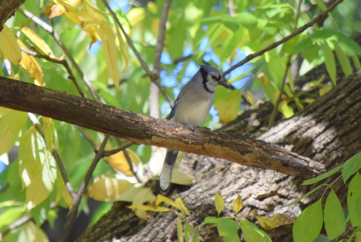 Blue Jay - ML643954361