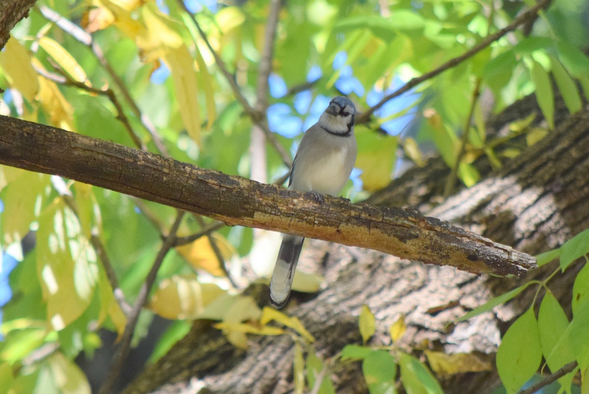 Blue Jay - ML643954368