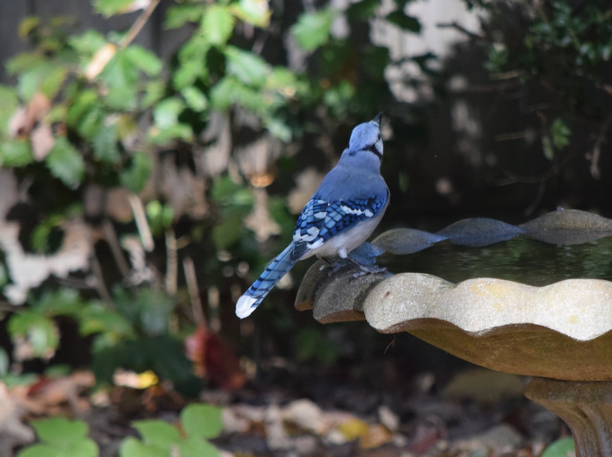 Blue Jay - ML643954389