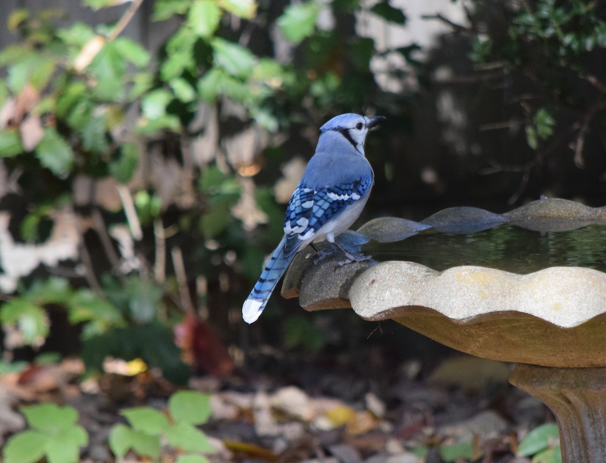 Blue Jay - ML643954390