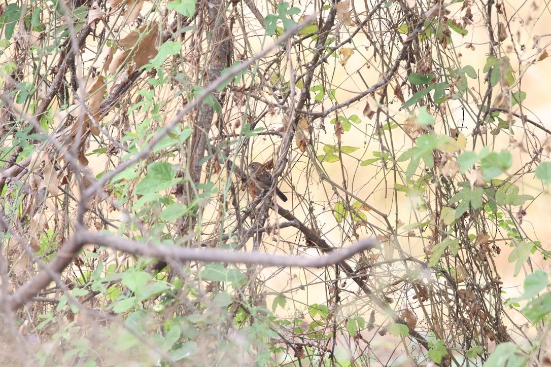 Blue-black Grassquit - ML643954395