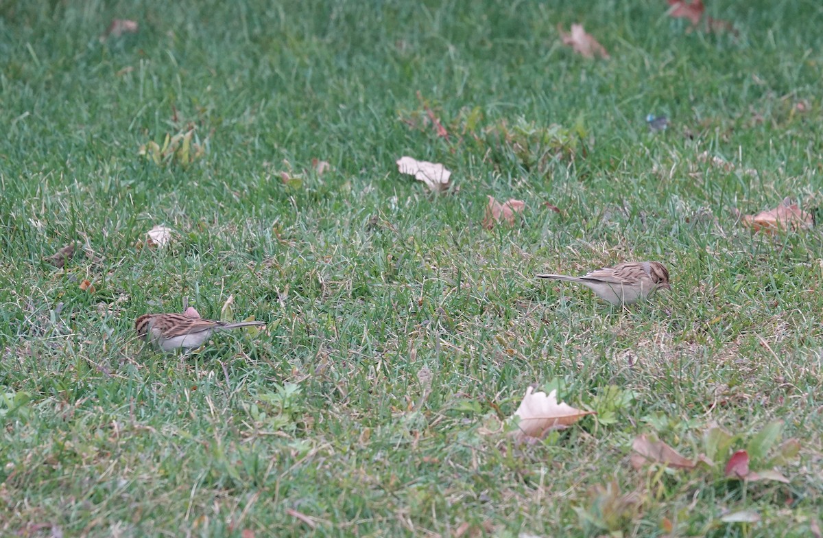 Clay-colored Sparrow - ML643954408