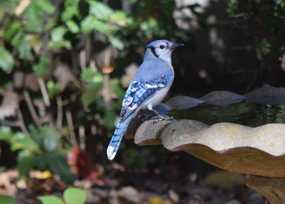 Blue Jay - ML643954411