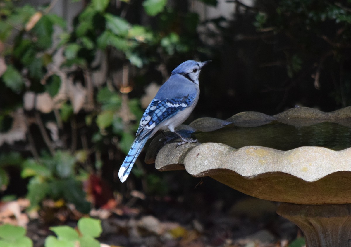 Blue Jay - ML643954412