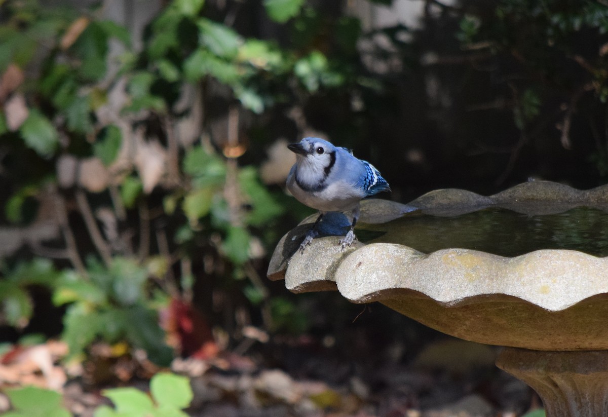 Blue Jay - ML643954418