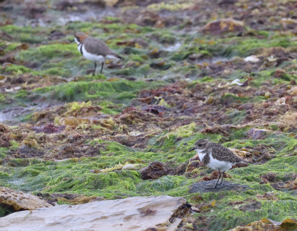 Two-banded Plover - ML643954420
