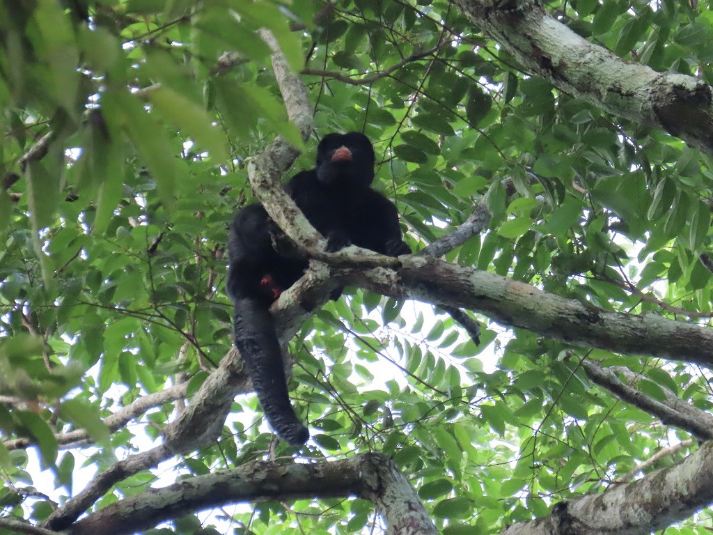 Red-nosed Bearded Saki - ML643954435