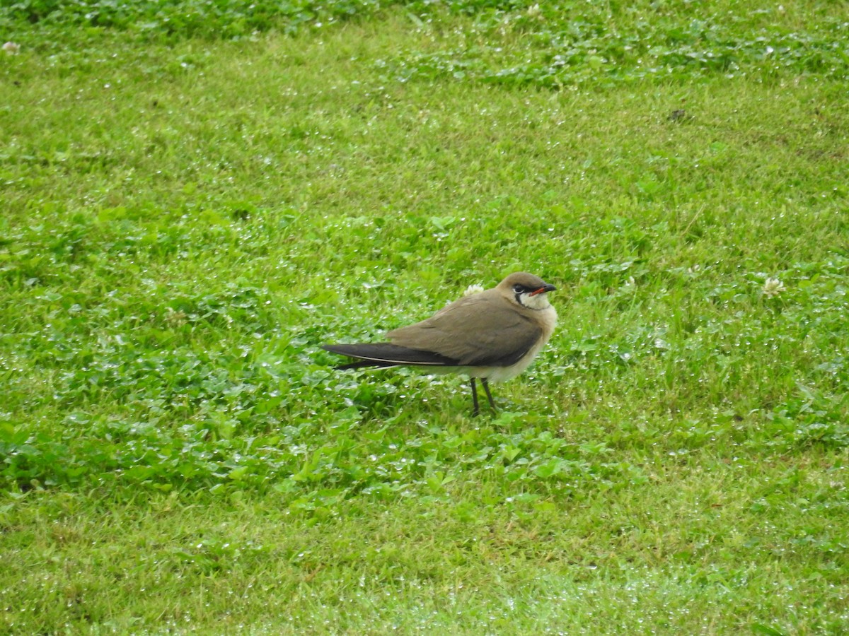 Oriental Pratincole - ML643954443