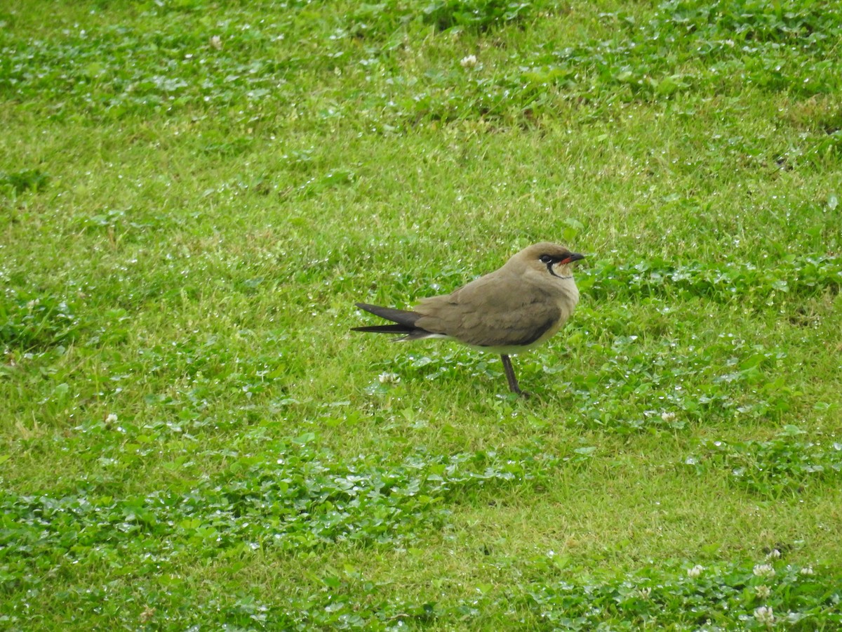 Oriental Pratincole - ML643954444