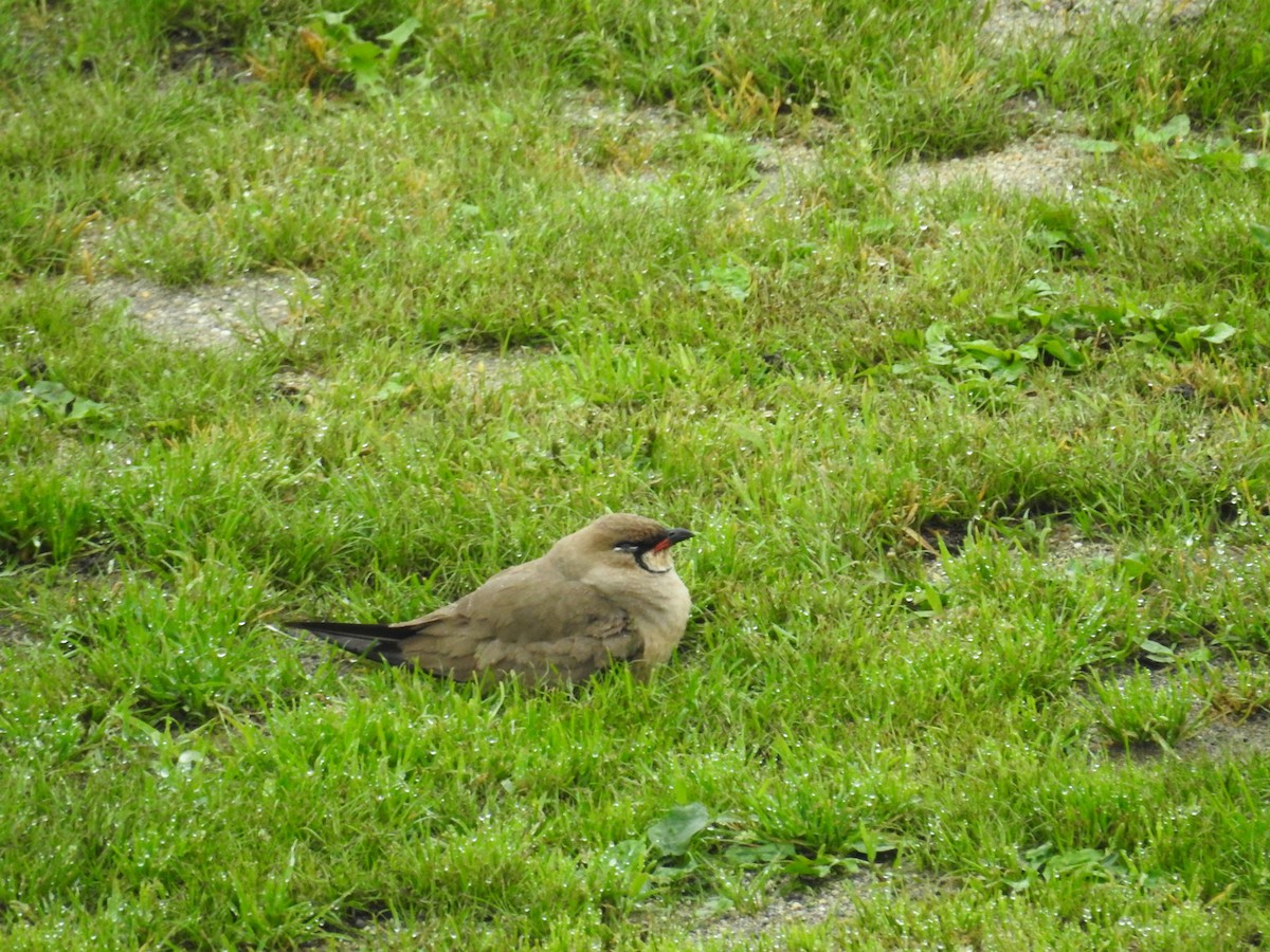Oriental Pratincole - ML643954445