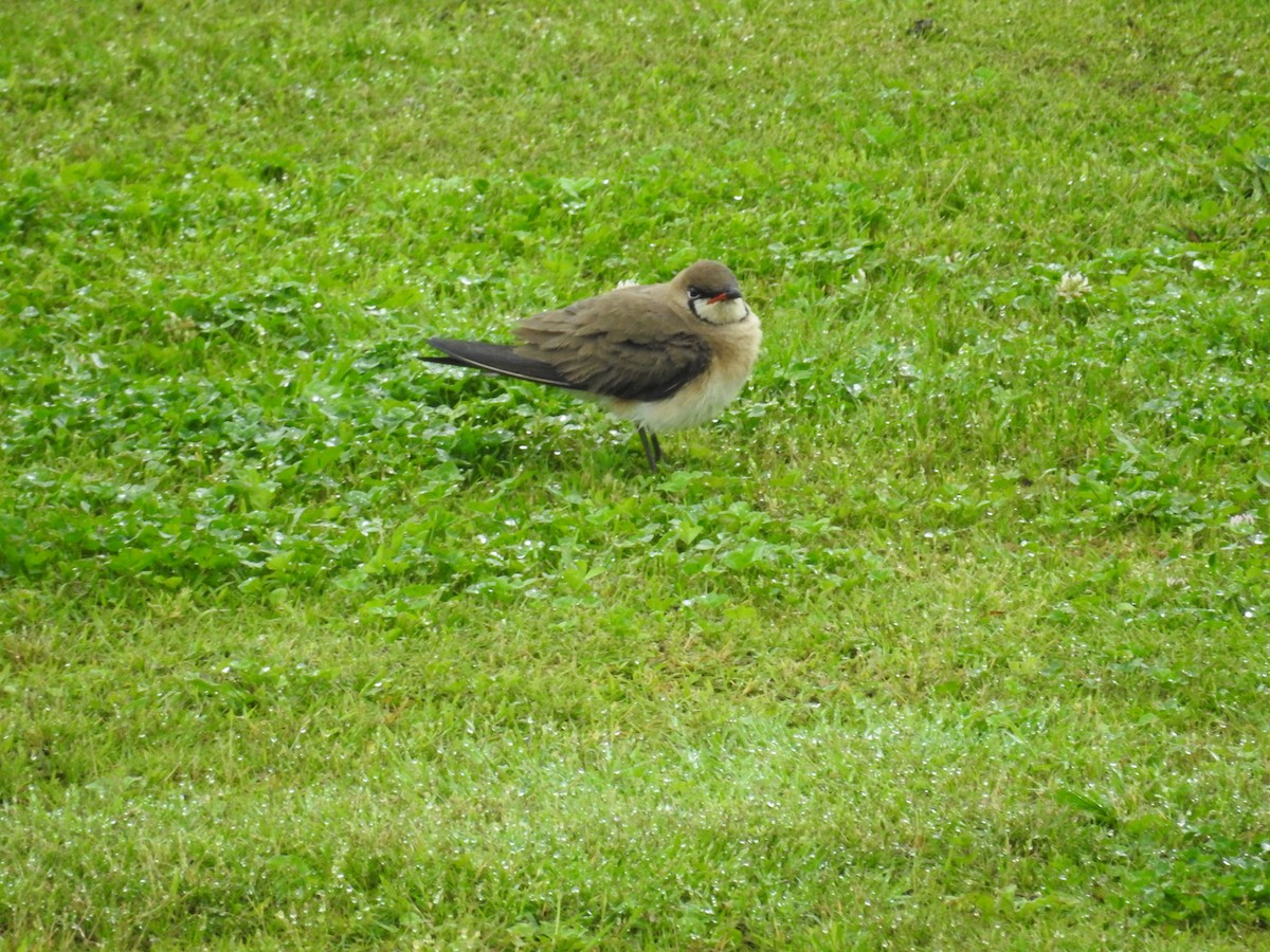 Oriental Pratincole - ML643954446