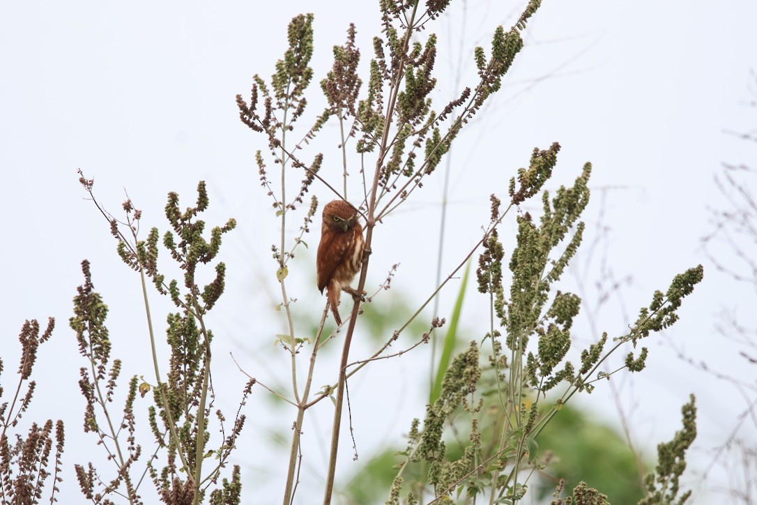 kulíšek peruánský - ML643954447