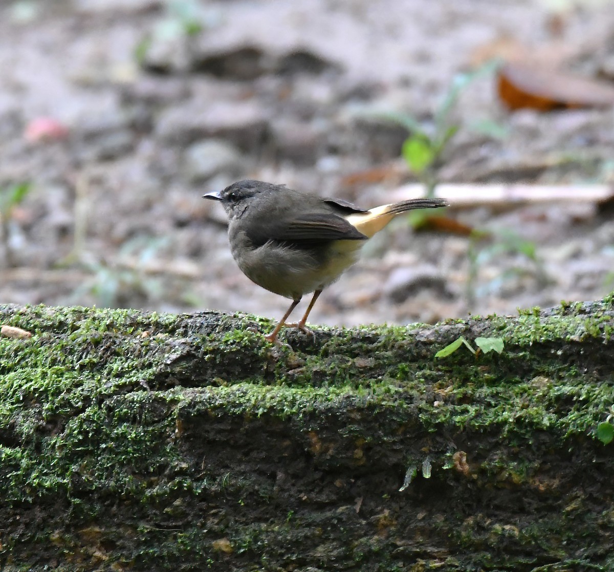 Buff-rumped Warbler - ML643954462