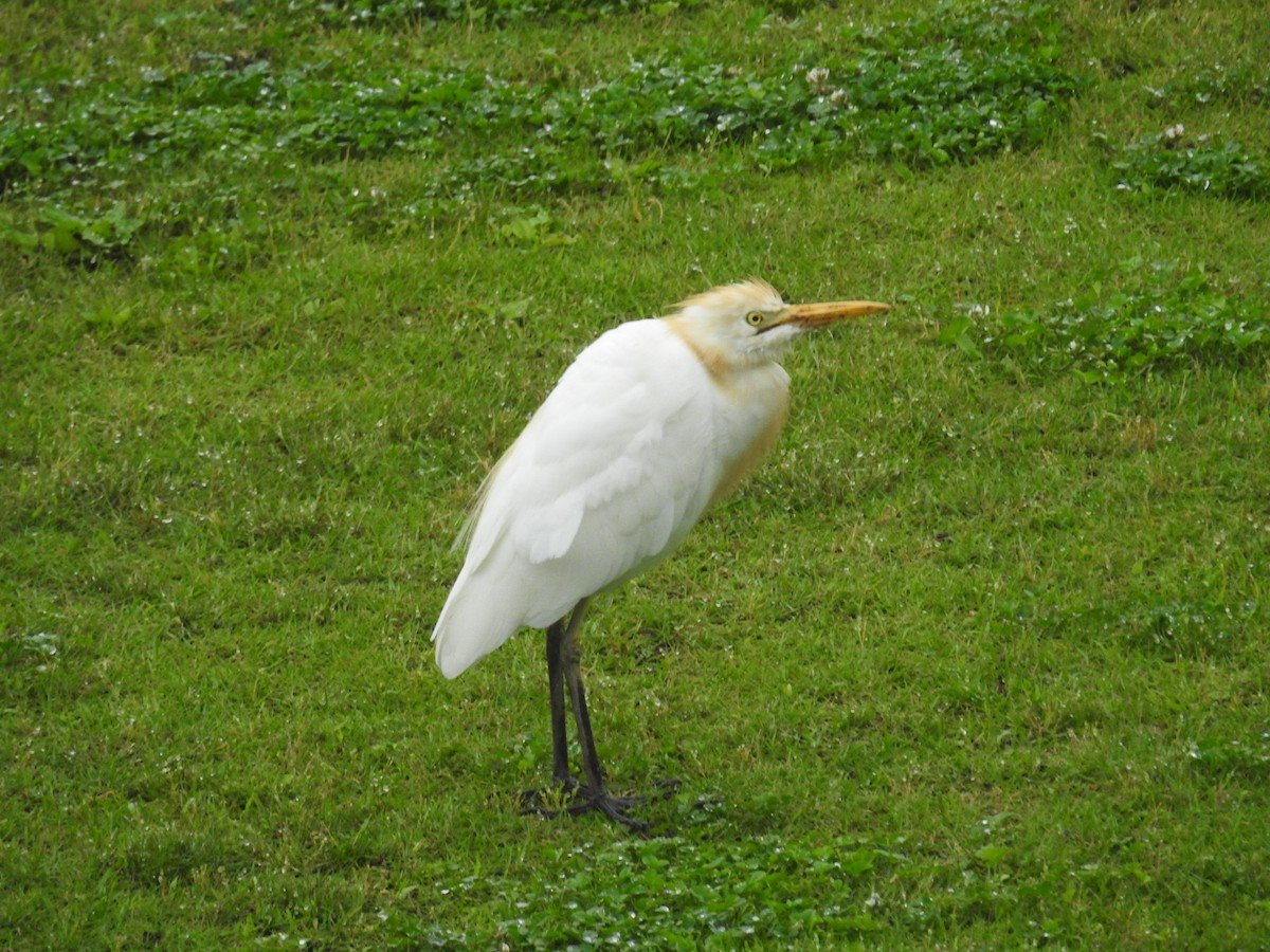 Eastern Cattle-Egret - ML643954463