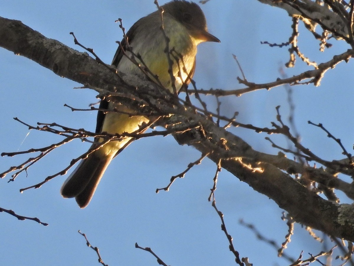 Eastern Wood-Pewee - ML643954467