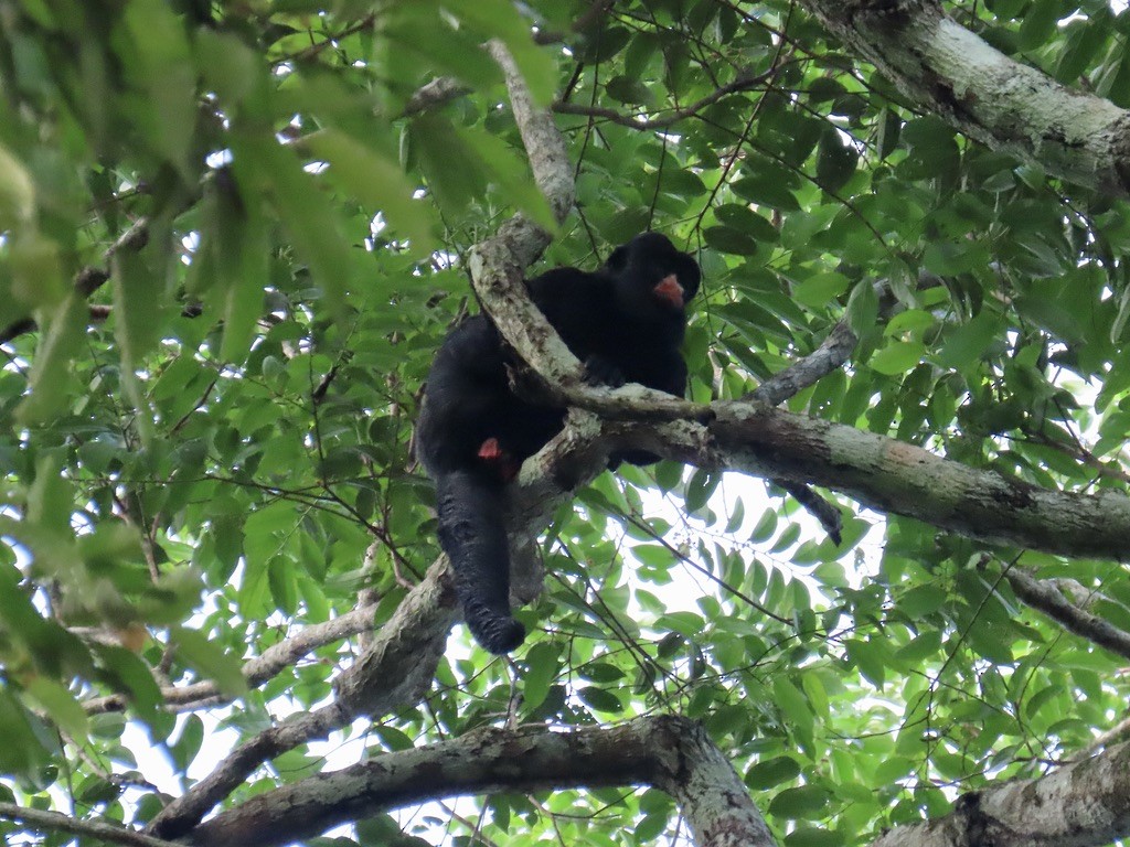 Animali - ML643954471