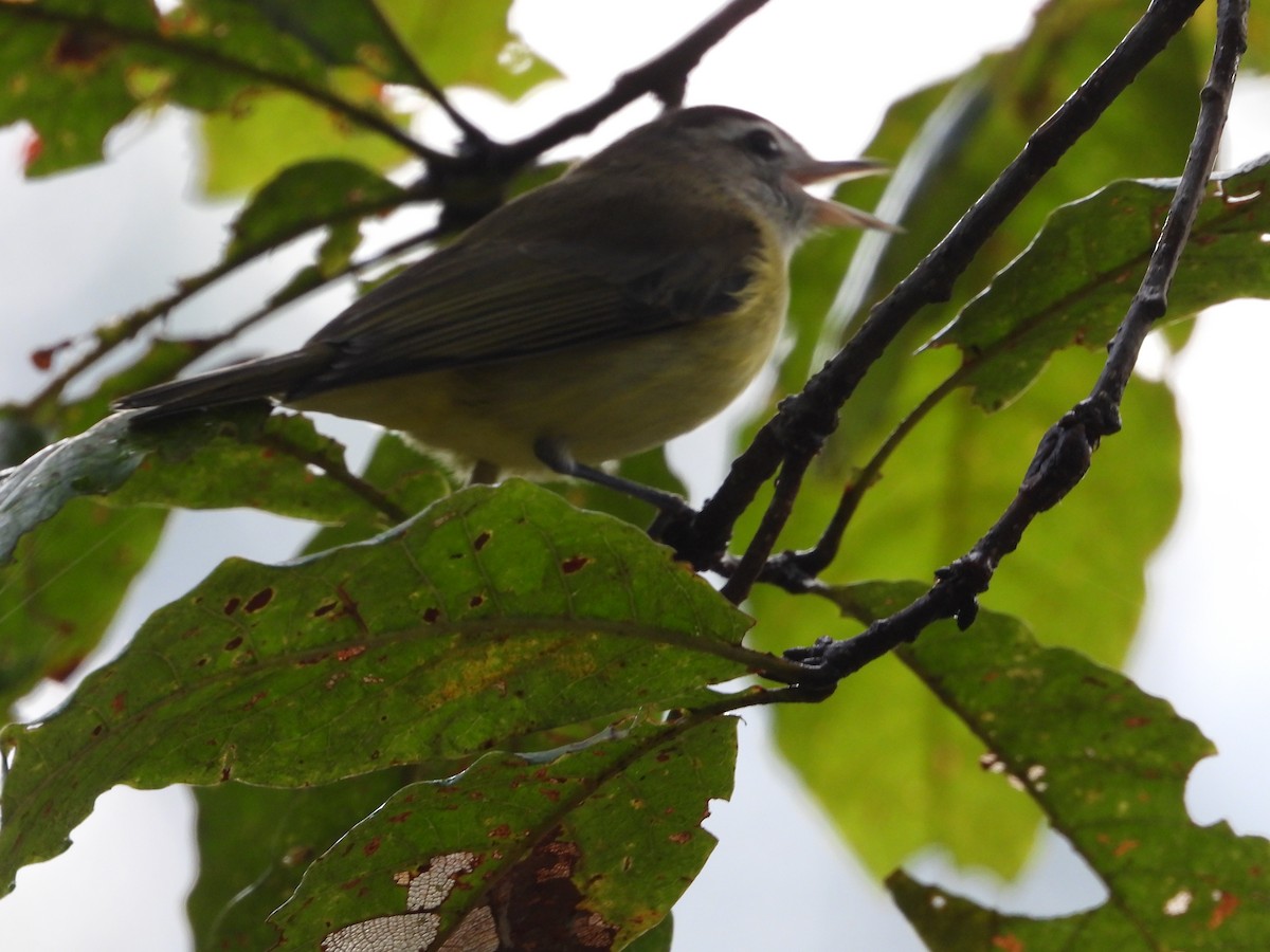 Brown-capped Vireo - ML643954473