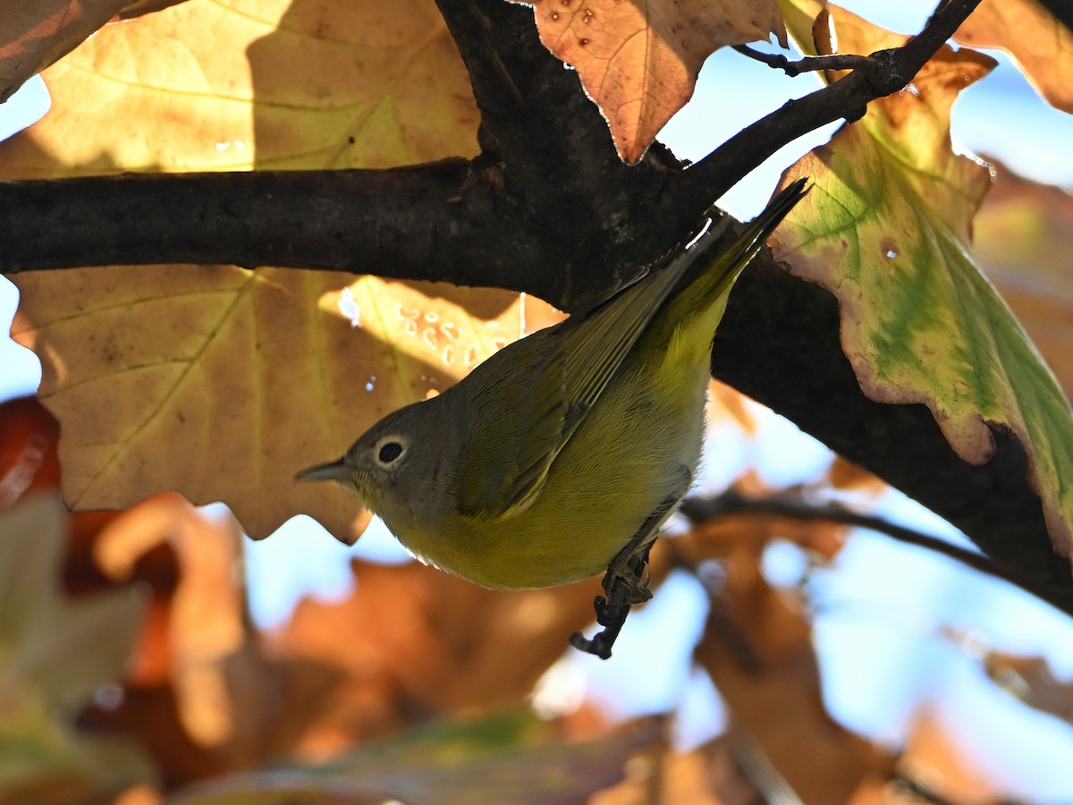 Nashville Warbler - ML643954487