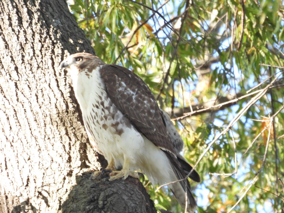 Red-tailed Hawk - ML643954493