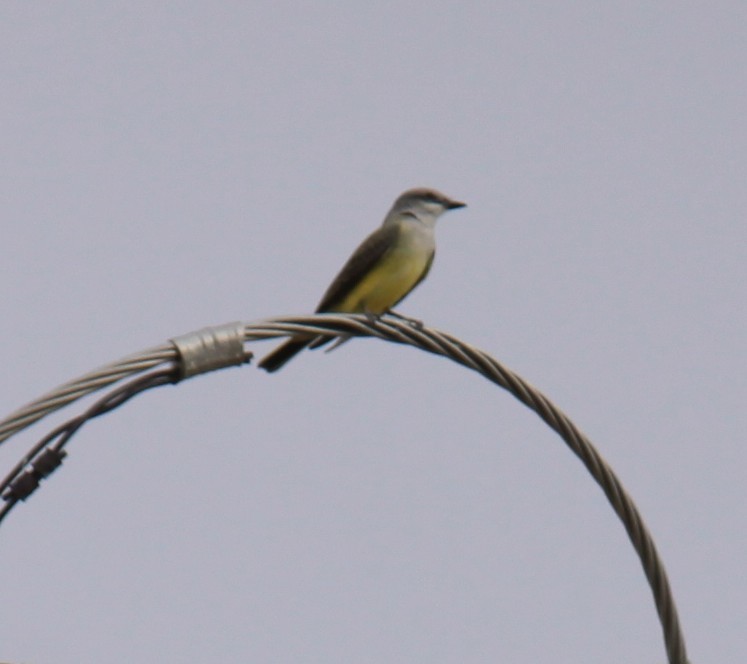Western Kingbird - ML643954494