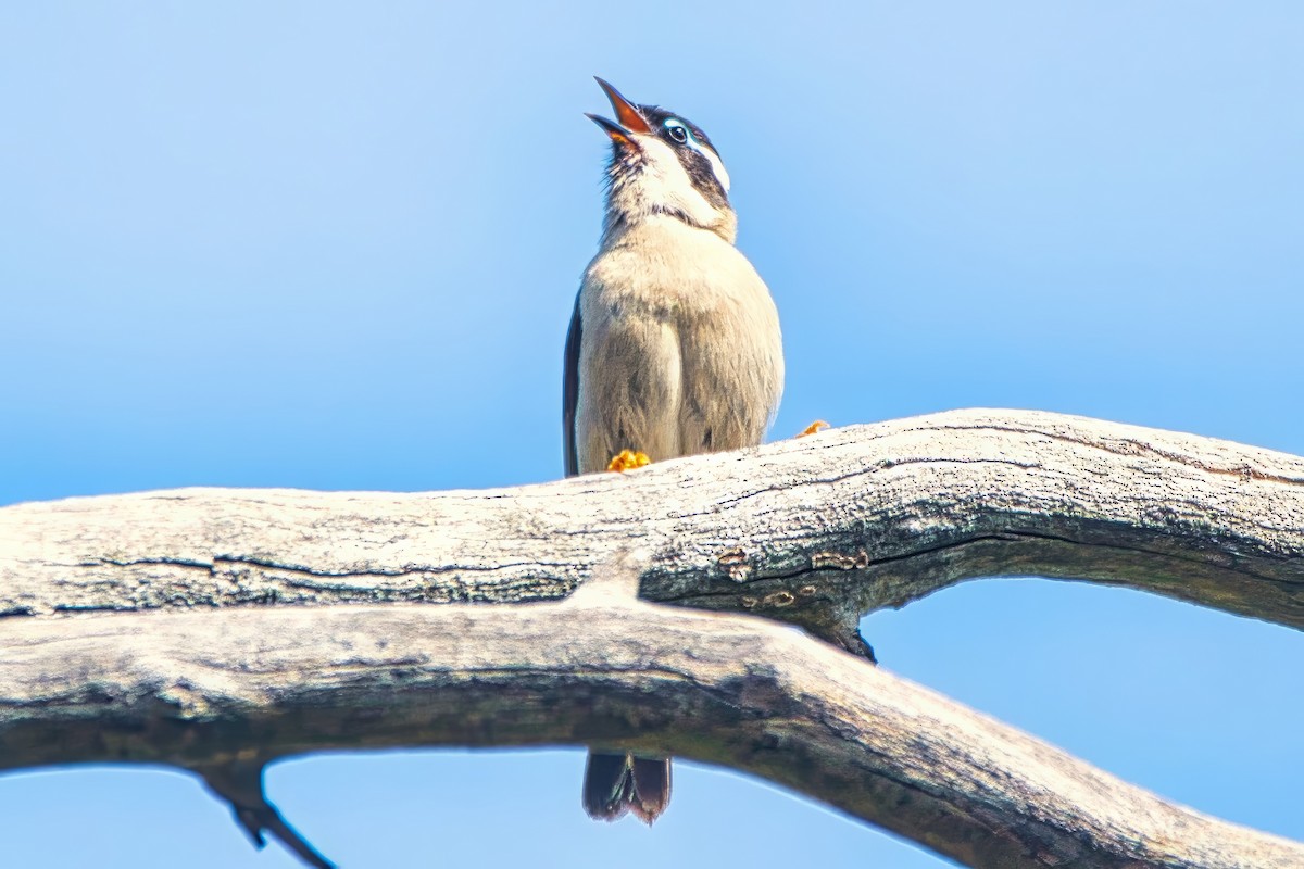 ノドグロハチマキミツスイ（gularis） - ML643954499
