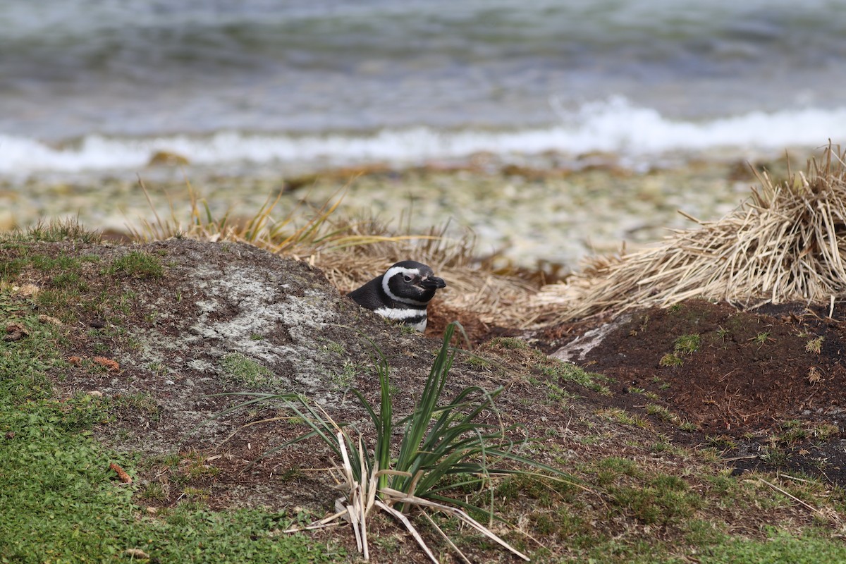 Magellanic Penguin - ML643954507
