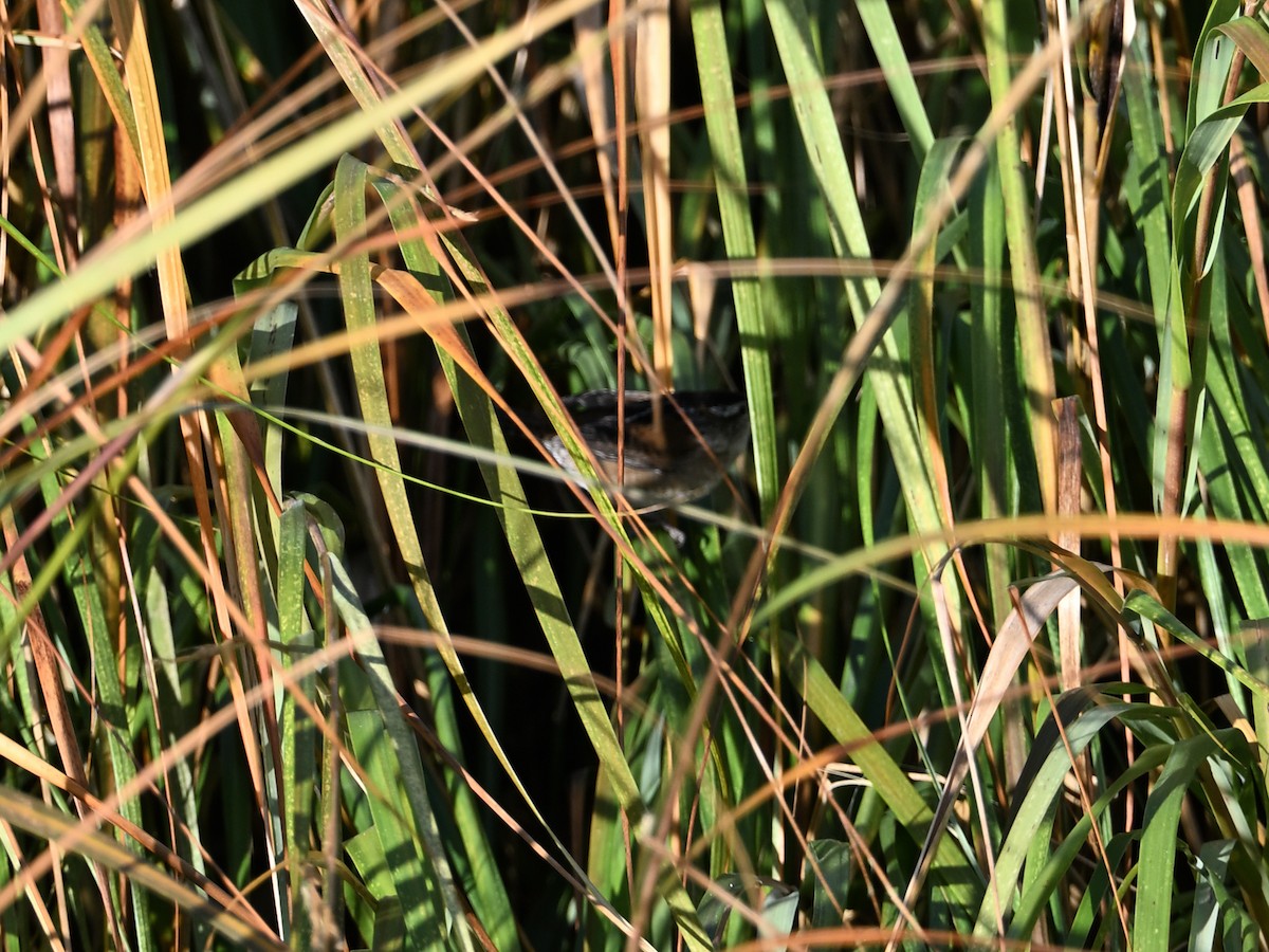 Marsh Wren - ML643954512