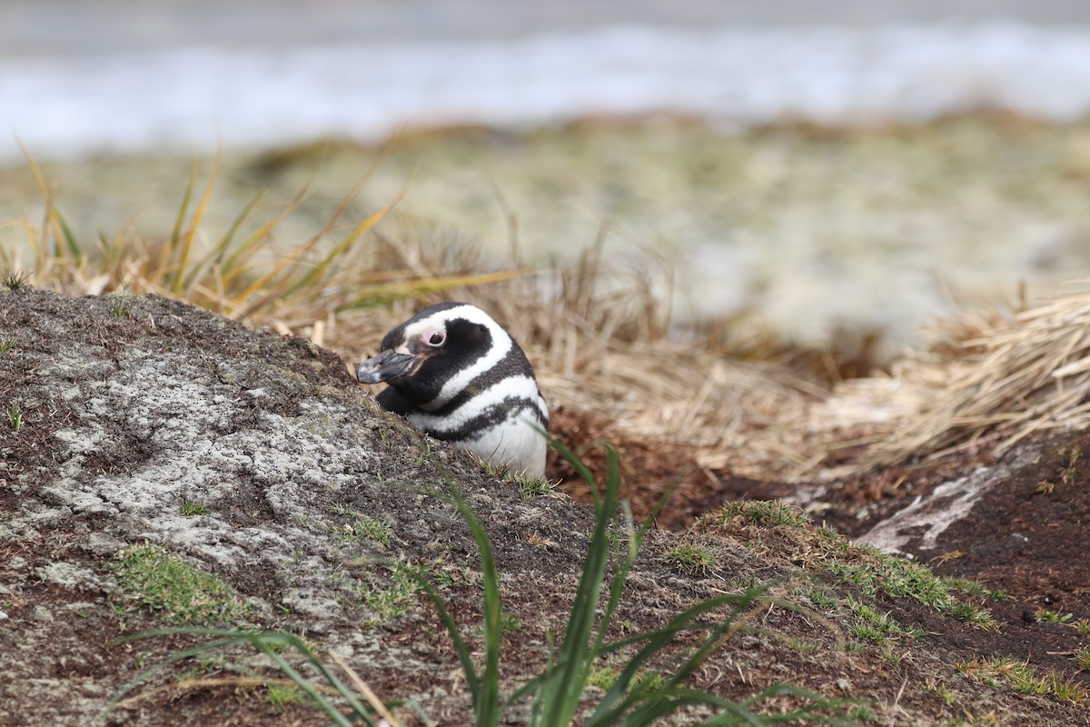 Magellanic Penguin - ML643954528