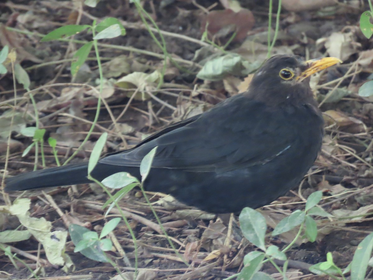 Karatavuk - ML643954529