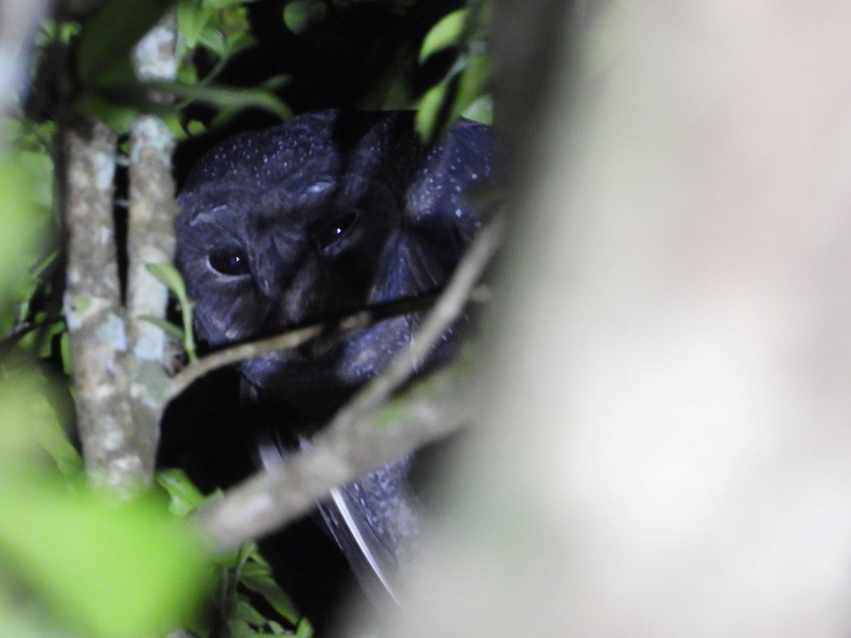 Sooty Owl (Greater) - ML643954532