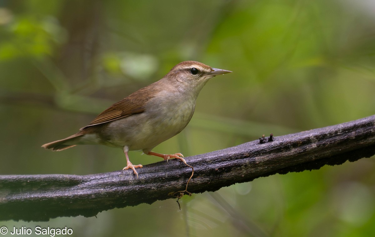 brunparula - ML643954533