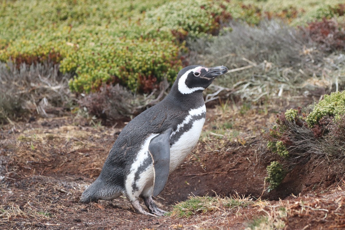 Magellanic Penguin - ML643954535