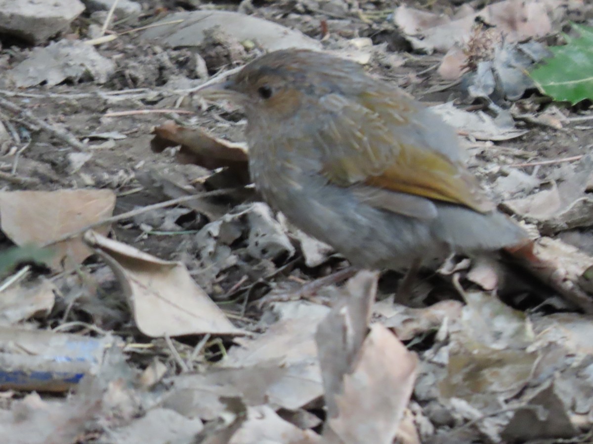 Streaked Laughingthrush - ML643954540