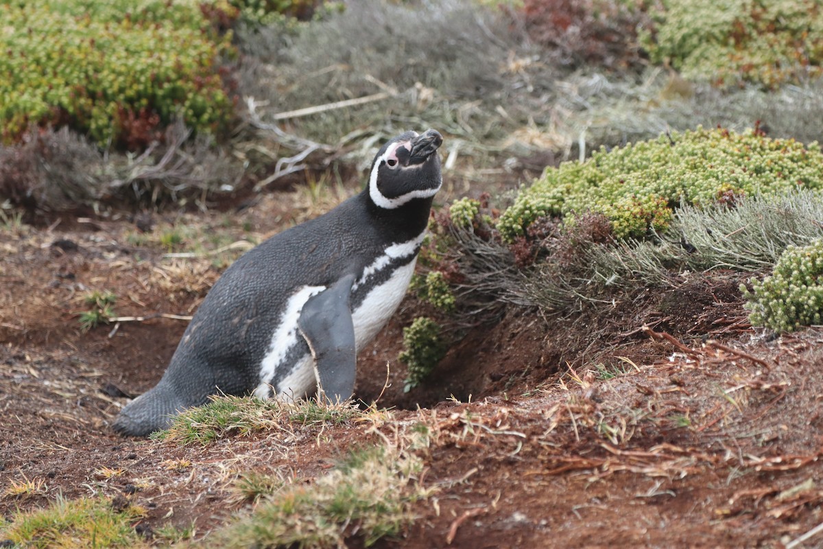 Magellanic Penguin - ML643954545