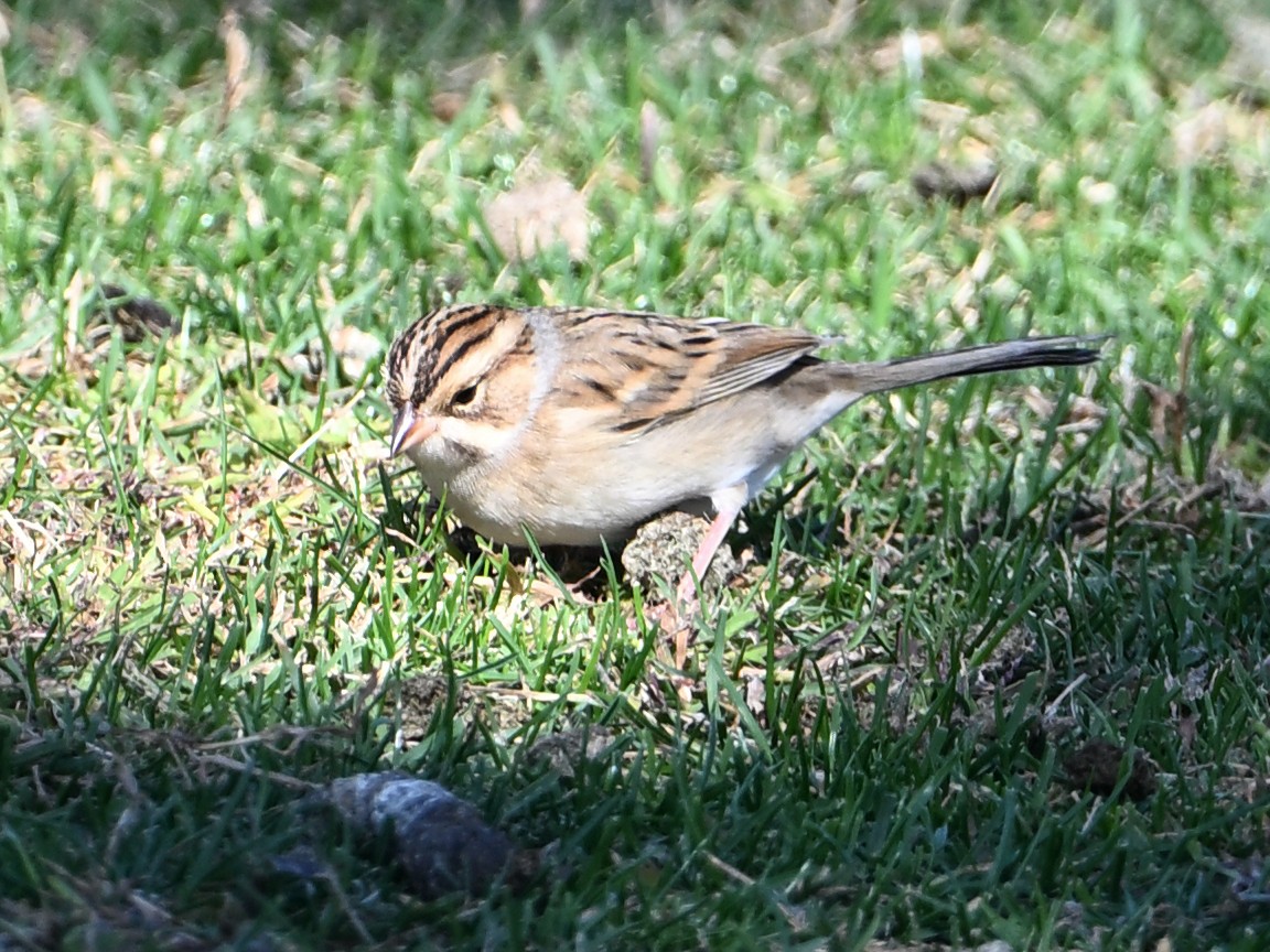 Clay-colored Sparrow - ML643954546