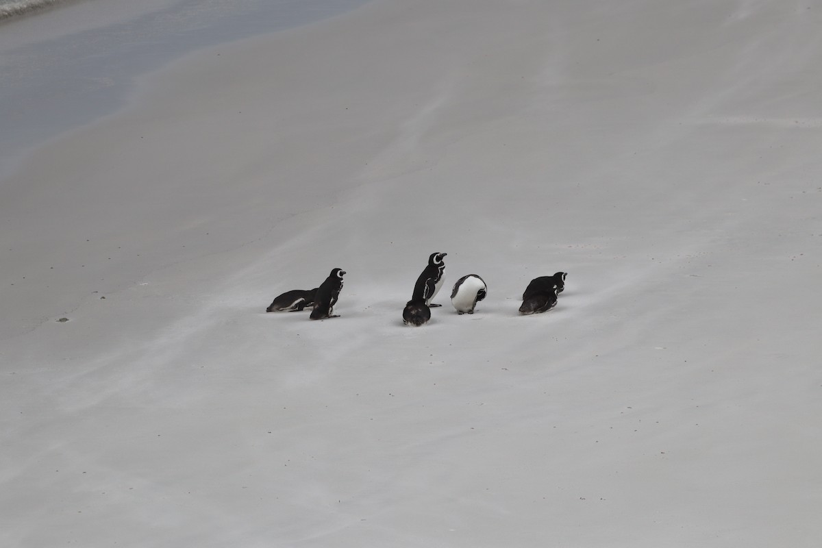 Magellanic Penguin - ML643954560